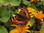 Aglais_urticae_-_Kleine_vos._2