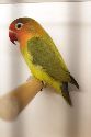 thumb 121007_AvA_HD_Vogelshow