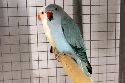 thumb 121104_AvA_HD_Vogelshow