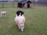 120319Schaap_met_Lam_2