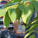 thumb 130818_AvA_bbq_volkstuin_15