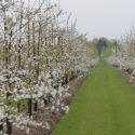 thumb 20140406HaDee_kersenbloesemtocht_fotograaf_Ad_van_Asseldonk